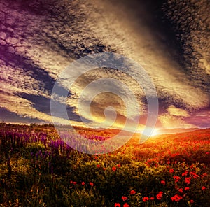 Majestic landscape, colorful sky over the poppy field, wonderful sunset