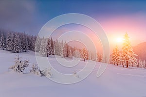 Majestic landscape winter sunrise in the mountains. Fantastic morning glowing by sunlight.  View of  snow covered forest trees.