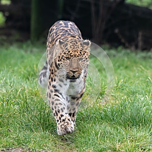 Majestic leopard in its natural habitat, standing against a blurred background