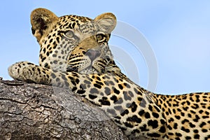 Majestic Leopard photo