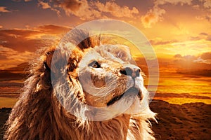 Bella maestoso leone guardando in alto verso un cielo al tramonto.