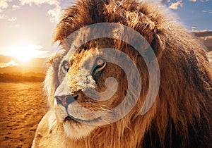 Majestic lion photo