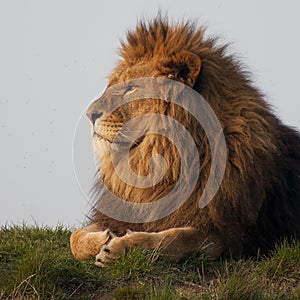 Majestic lion photo