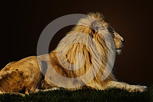 Majestic lion