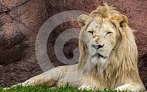 Majestic lion