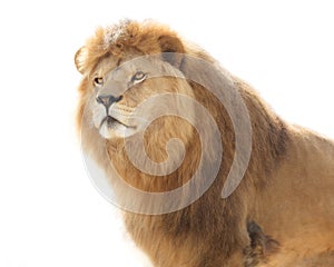 Majestic lion