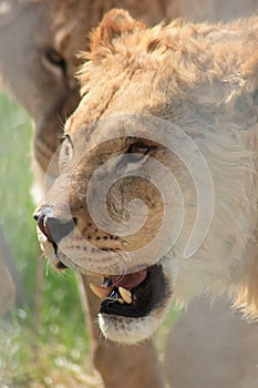 Majestic Lion Close-Up Capturing the Untamed Beauty of Africas Regal Predator Roaming Freely in the Vast and Serene Savanna