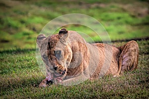 Majestic lion feasting on a piece of meat while lying in a vast field of lush green grass