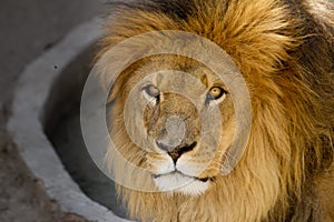 Majestic lion male with golden mane Close up