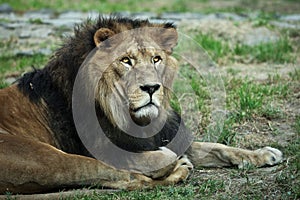 Majestic lion (Panthera leo)