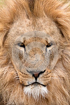 Majestic Lion (Panthera leo)