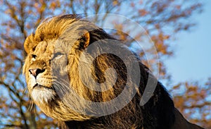 Majestic Lion posing ~