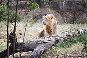 Majestic lion relaxing in broad daylight at Delhi Zoological park India.