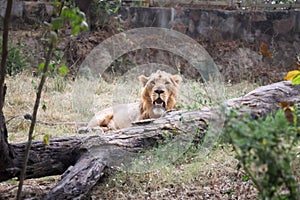 Majestic lion relaxing in broad daylight at Delhi Zoological park India.