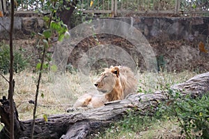 Majestic lion relaxing in broad daylight at Delhi Zoological park India. photo