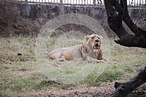 Majestic lion relaxing in broad daylight at Delhi Zoological park India photo