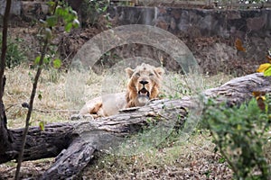 Majestic lion relaxing in broad daylight at Delhi Zoological park India. photo