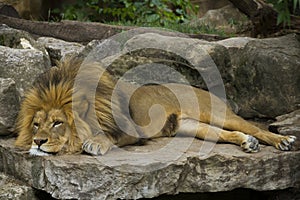 Majestic Lion Resting