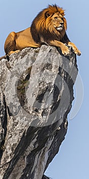 Majestic Lion Resting on Rocky Outcrop