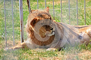 Majestic lion rests in lush grass at zoo, behind secure fence, attracting curious visitors. Serene scene shows harmonious