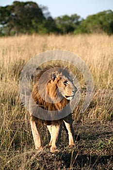 Majestic lion standing in the grass