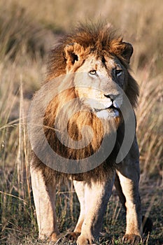 Majestic lion standing in the grass plains