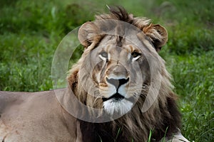 Majestic lion stares at camera, epitomizing beauty in nature