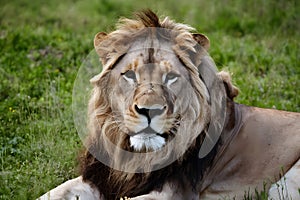 Majestic lion stares at camera, epitomizing beauty in nature