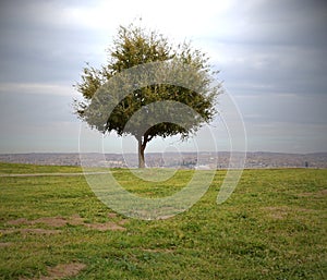 Majestic little tree stands alone along the cliff`s edge