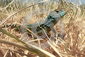 Majestic lizard rests in sun drenched grass, showcasing iridescent scales