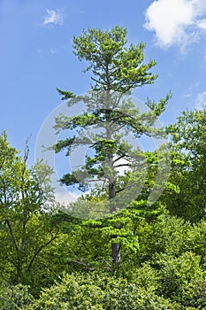 Majestic Lone Tall Pine stretching up to Blue Sky