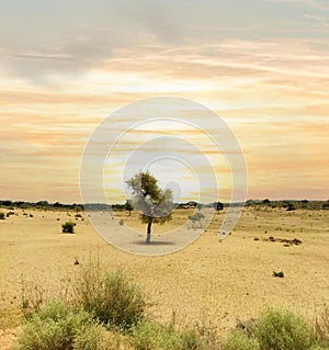 The Majestic Loneliness of Tharparkar's Desert Tree