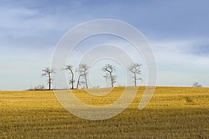 Majestic Lonely trees