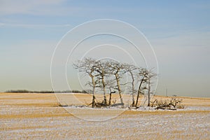 Majestic Lonely trees