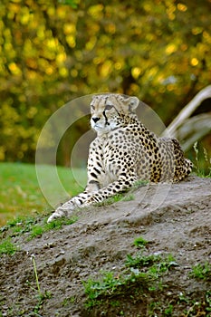 Majestic looking cheetah