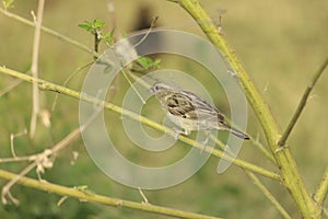 A majestic looking indian house sparrow on a twig of a plant. This bird os widely seen across asia and middle east