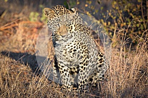 Majestic looking leopard in Sabi Sands. photo