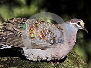 Majestic lovely Brush Bronzewing.