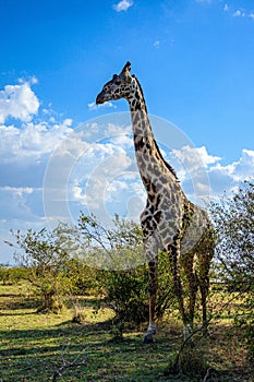 Majestic Maasai Giraffe stands in the Maasai Mara National Reserve in Kenya