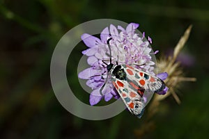 Majestic macro shot of a Zygaena Occitania collecting nectar on a wild purple flower in Spain