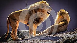 A majestic, male African lion with a golden mane roars while standing next to a lion lying on the ground in a zoo enclosure.