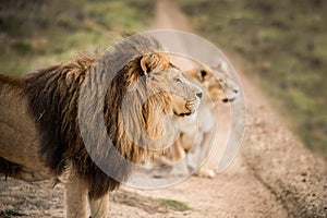 Majestic lion couple looking out over the African savannah  - Mighty wild animal of Africa in nature