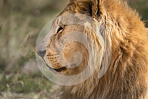 Close-up and side profile of this majestic male African lion king of the jungle - Mighty wild animal of Africa in nature