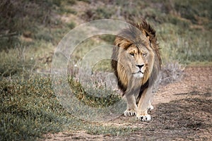 Male African lion - king of the jungle - prowling the plains of Africa