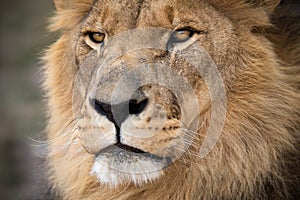 Captivating portrait of this great male African lion  - king of the jungle - Mighty wild animal of Africa in nature