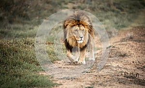 Majestic male African lion king of the jungle - roaming the wild plains of Africa