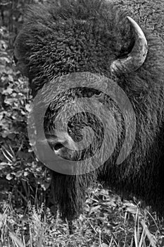 Majestic Male Bison in Elk National Park , Canada , Alberta