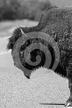 Majestic Male Bison in Elk National Park , Canada , Alberta