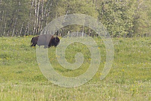 Majestic Male Bison in Elk National Park , Canada , Alberta