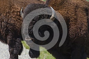 Majestic Male Bison in Elk National Park , Canada , Alberta